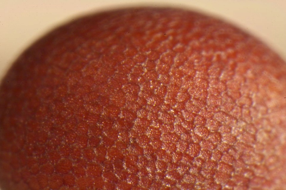 Mustard Seed